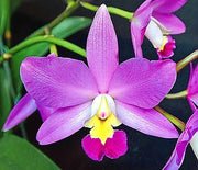 Blc. Cute lady 'Christmas candy'