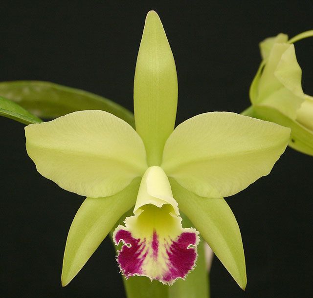 Blc. Greenwich 'Elmhurst' AM/AOS