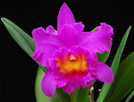Carica l&#39;immagine nel visualizzatore Galleria, Blc. Pink Empress &quot;Ju-Shen&quot;
