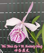 Carica l&#39;immagine nel visualizzatore Galleria, Blc. Tetra Lip × Bl. Morning Glory 
