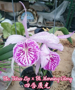Carica l&#39;immagine nel visualizzatore Galleria, Blc. Tetra Lip × Bl. Morning Glory 
