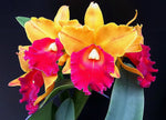 Carica l&#39;immagine nel visualizzatore Galleria, Blc. Toshie Aoki x Blc. (Apricot Flare x Sunset Bay)
