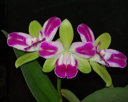 Blc. Village Chief North 'Green Genius'