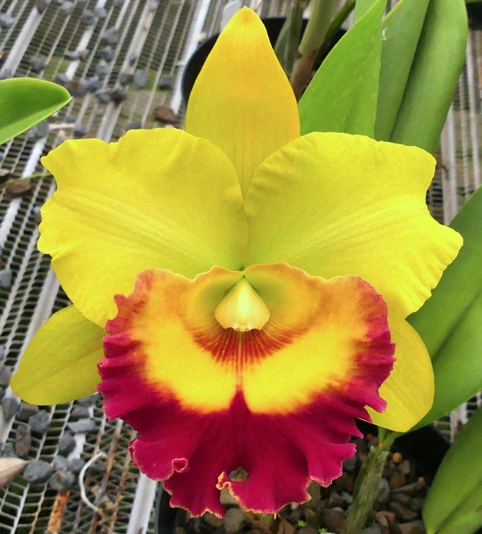 Cattleya Chomthong Delight