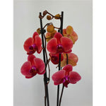 Carica l&#39;immagine nel visualizzatore Galleria, Phalaenopsis Bloody Mary
