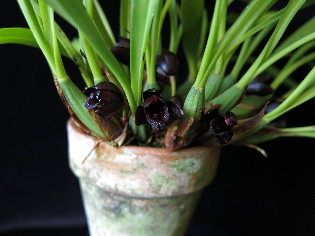 Brasiliorchis schunkeana