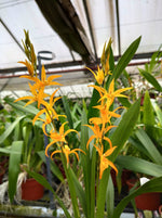 Carica l&#39;immagine nel visualizzatore Galleria, Brassada Anita
