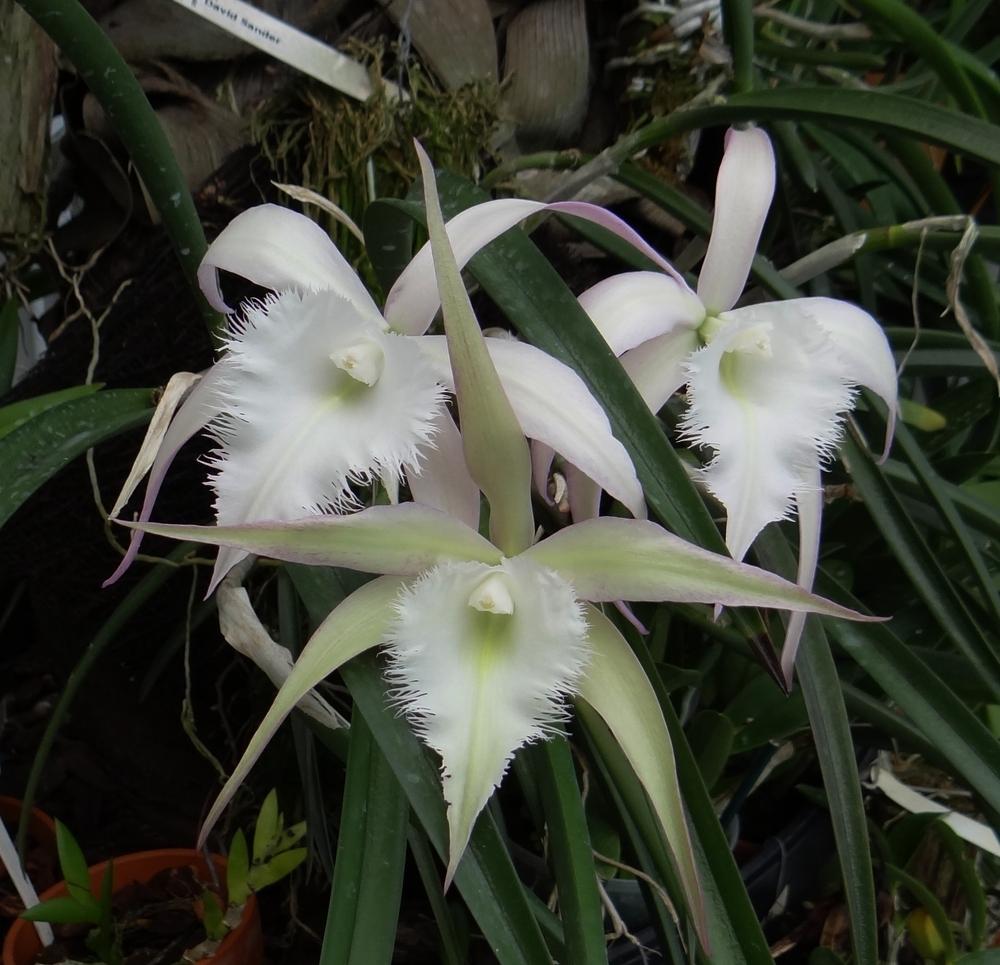 Brassavola David Sander