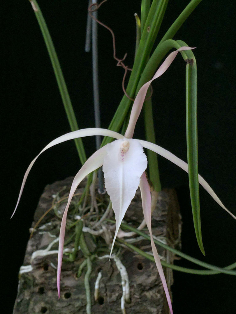 Brassavola Yaki (B. cucullata x B. nodosa)