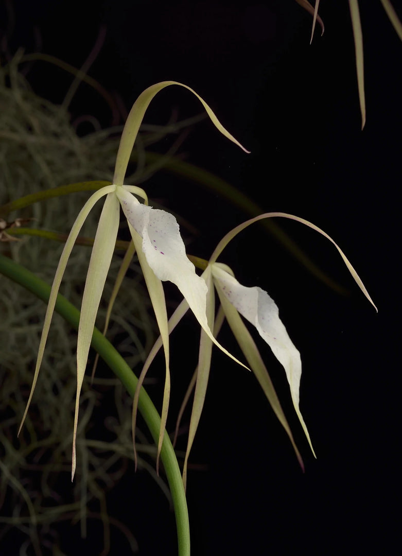 Brassavola Yaki (B. cucullata x B. nodosa)