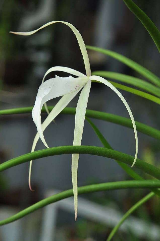 Brassavola Yaki (B. cucullata x B. nodosa)