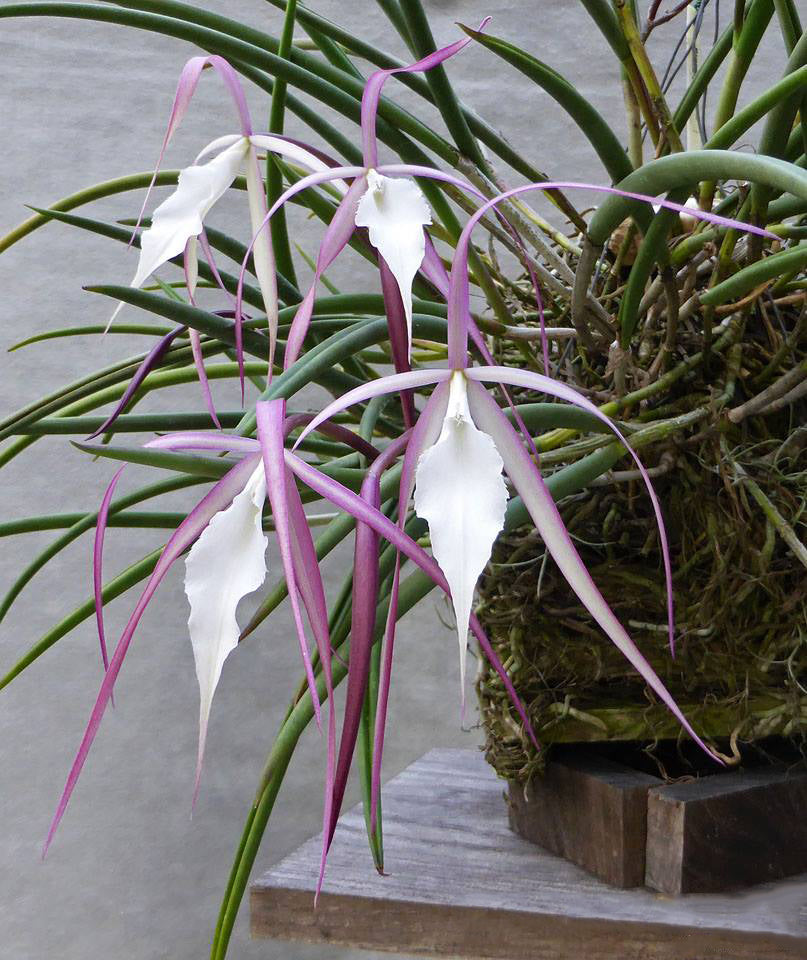 Brassavola Yaki (B. cucullata x B. nodosa)