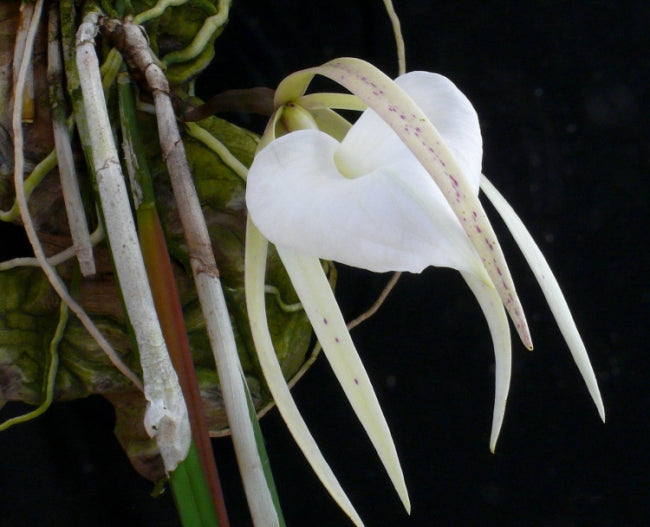 Brassavola acaulis