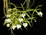 Carica l'immagine nel visualizzatore Galleria, Brassavola cordata