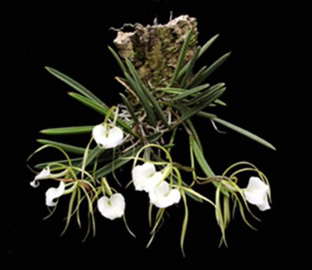 Brassavola nodosa