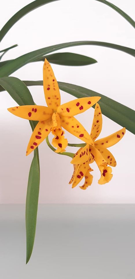Brassavola nodosa X Cattleya aurantiaca 'Mishima Spots'