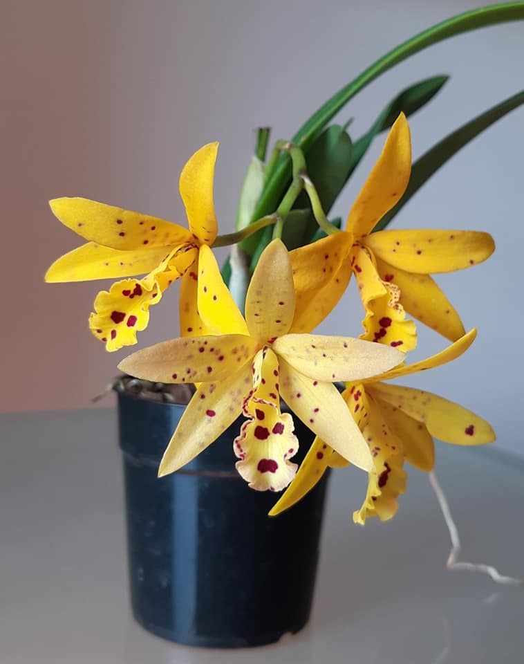 Brassavola nodosa X Cattleya aurantiaca 'Mishima Spots'
