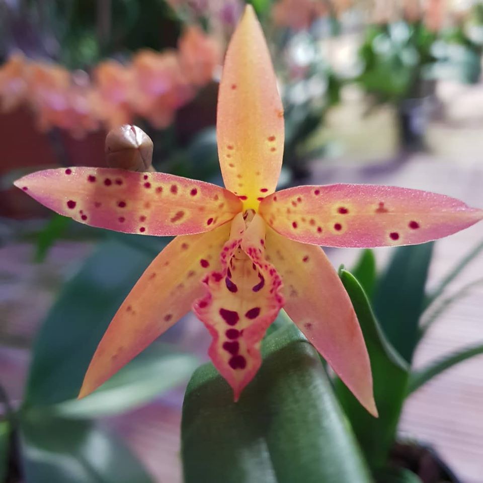 Brassavola nodosa X Cattleya aurantiaca 'Mishima Spots'