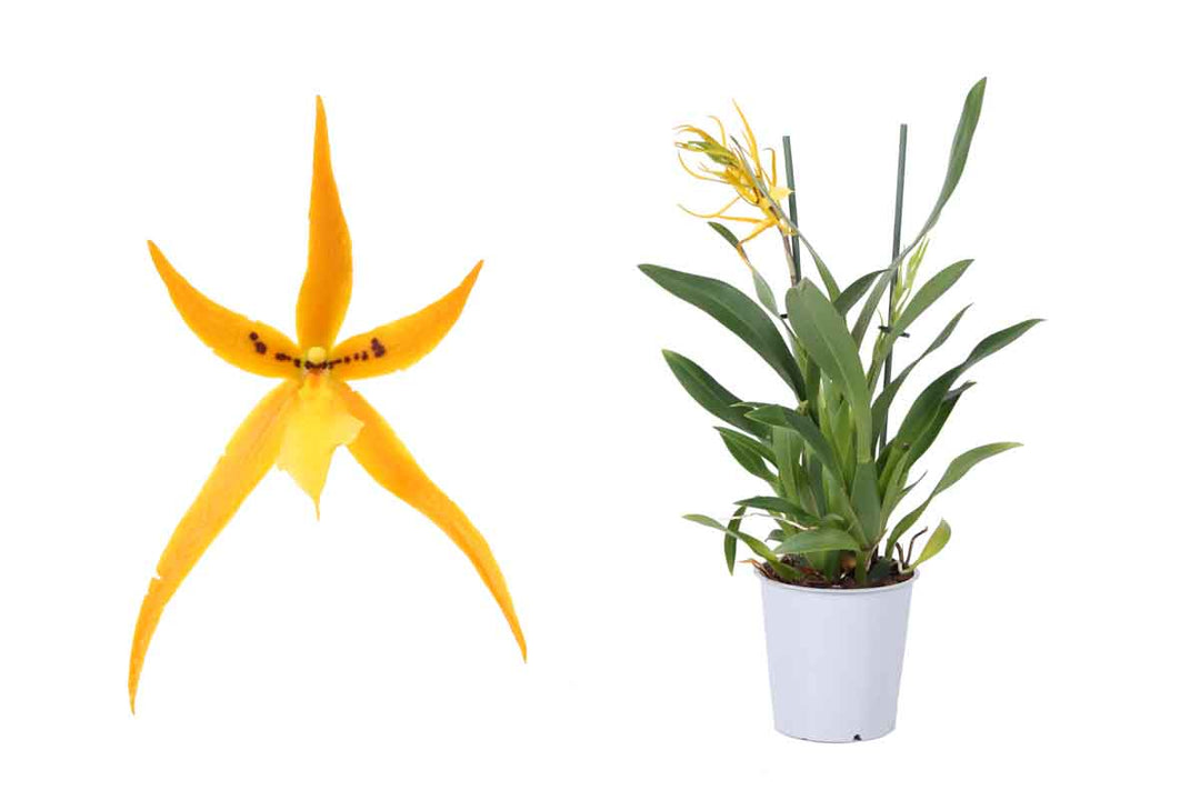 Brassia Orange Delight