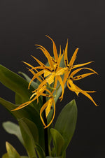 Carica l&#39;immagine nel visualizzatore Galleria, Brassia Orange Delight
