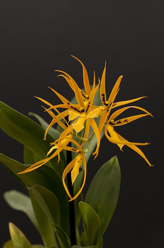 Brassia Orange Delight