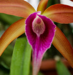Carica l&#39;immagine nel visualizzatore Galleria, Brassocattleya Sunset Surprise (C. tenebrosa x B. cucullata)
