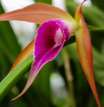 Carica l&#39;immagine nel visualizzatore Galleria, Brassocattleya Sunset Surprise (C. tenebrosa x B. cucullata)
