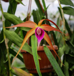 Carica l&#39;immagine nel visualizzatore Galleria, Brassocattleya Sunset Surprise (C. tenebrosa x B. cucullata)
