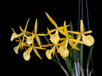 Carica l&#39;immagine nel visualizzatore Galleria, Brassocattleya Yellow Bird (Brassavola nodosa × Brassocattleya Richard Mueller)
