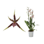 Carica l&#39;immagine nel visualizzatore Galleria, Bratonia Verona
