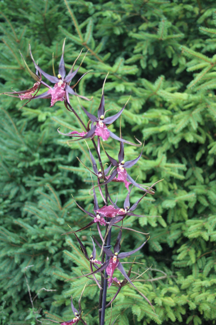Wilhelmara Pinot Princess 'Dark Side of the Moon'