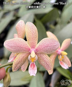 Carica l'immagine nel visualizzatore Galleria, Phalaenopsis Bronze Maiden 'Rio' (schilleriana x mannii 'Black' )