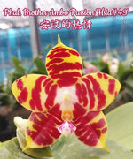 Carica l&#39;immagine nel visualizzatore Galleria, Phalaenopsis Brother Ambo Passion &#39;Hsia#49&#39;
