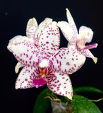 Carica l&#39;immagine nel visualizzatore Galleria, Phalaenopsis Brother Prince &#39;Hai Tony&#39;
