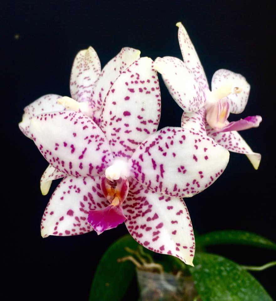 Phalaenopsis Brother Prince 'Hai Tony'