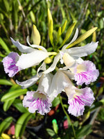 Carica l'immagine nel visualizzatore Galleria, Broughtonia negrilensis (semialba x tipo)