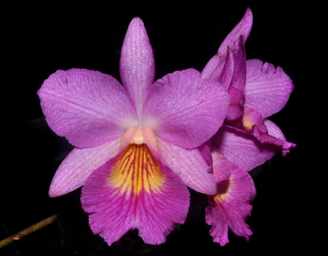 Broughtonia negrilensis x Cattleytonia Starrlyn