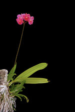 Carica l'immagine nel visualizzatore Galleria, Broughtonia sanguinea