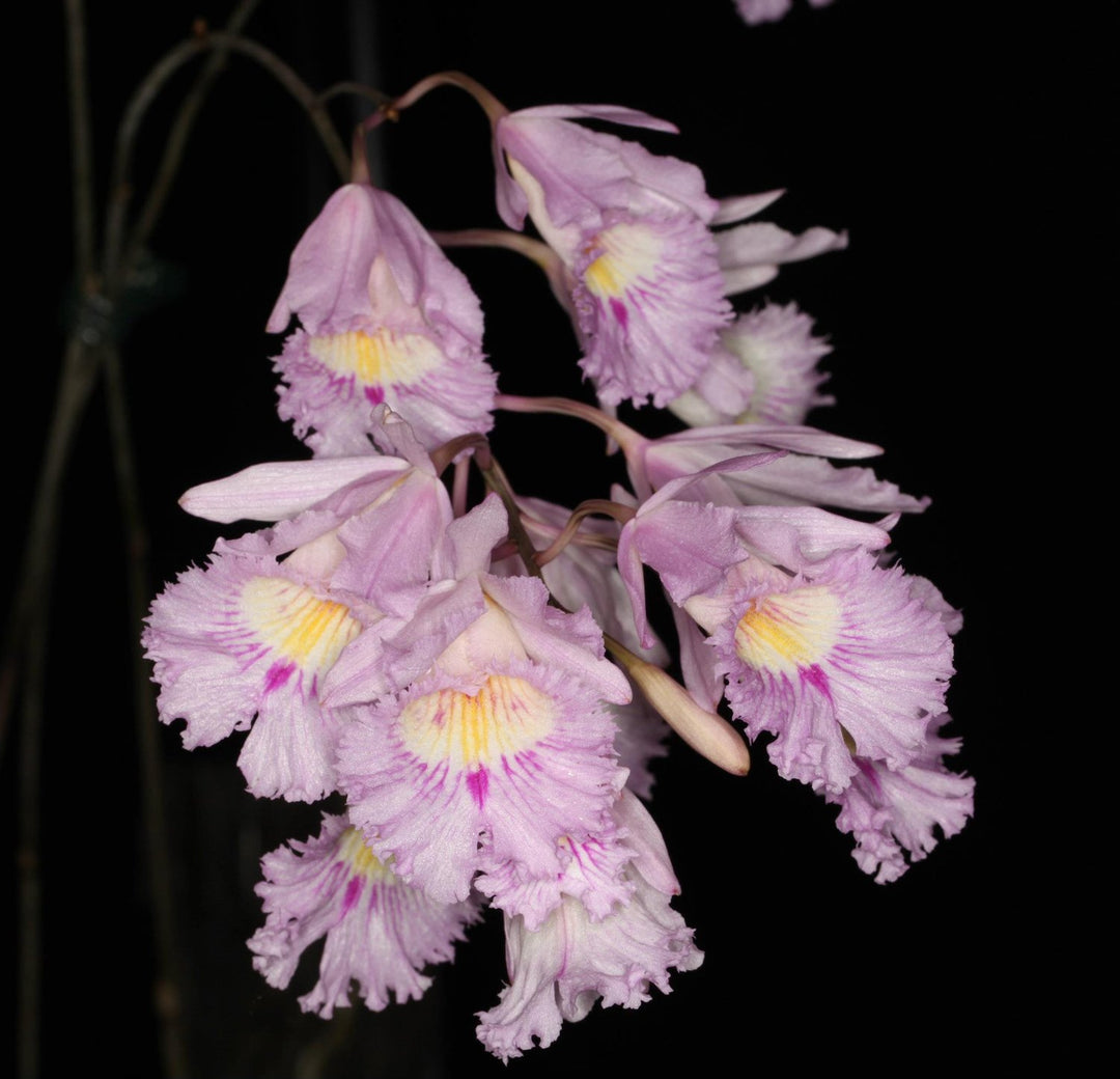 Broughtonia (syn. Cattleyopsis) lindenii