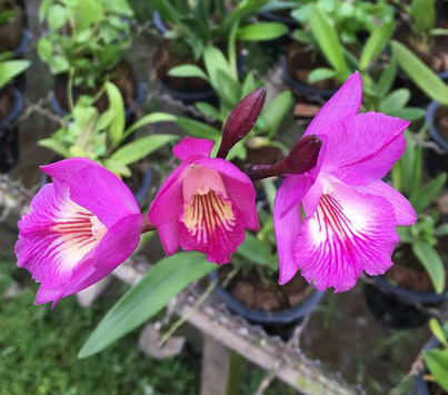 Broughtonia negrilensis x Cattleytonia Starrlyn
