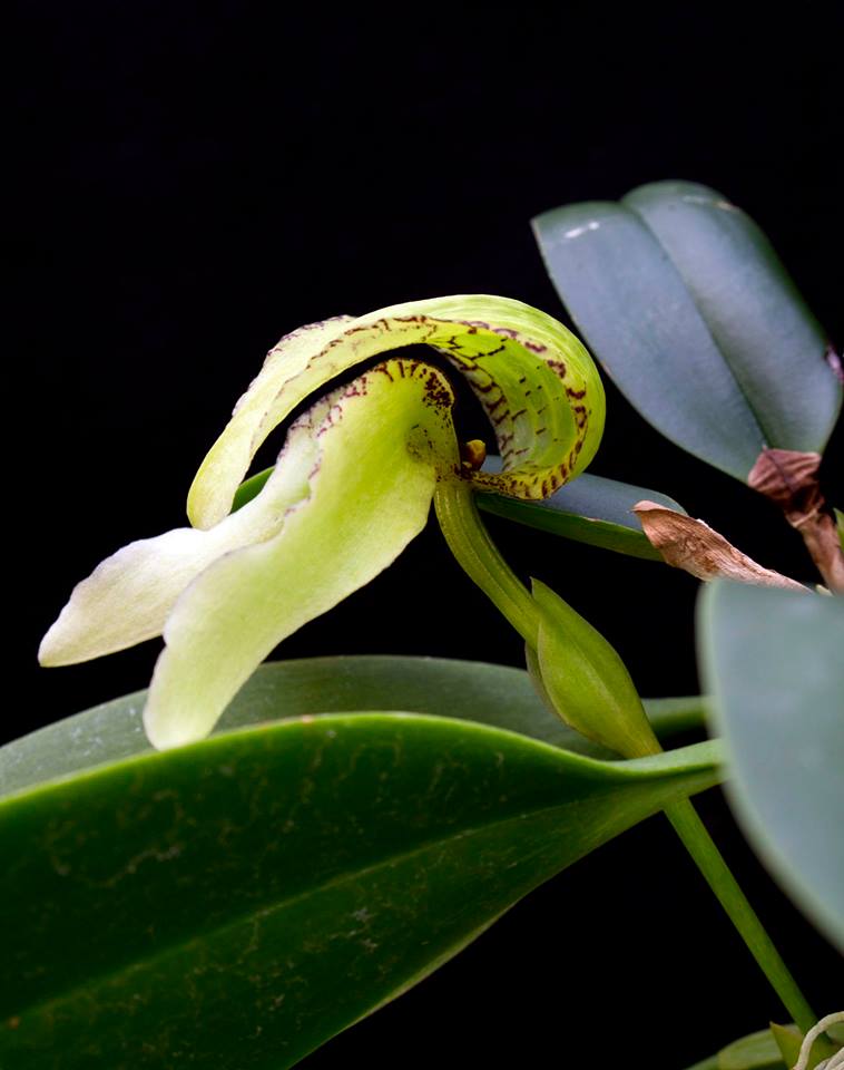 Bulbophyllum arfakianum var. sunrise