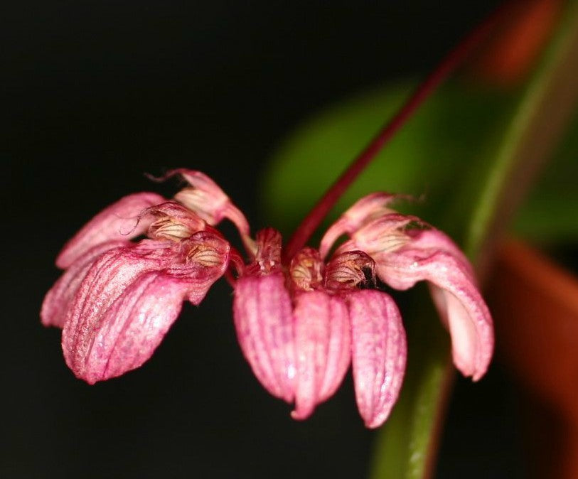 Bulbophyllum auratum