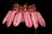 Bulbophyllum auratum