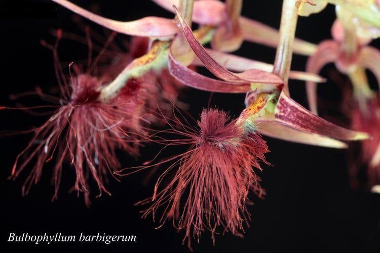 Bulbophyllum barbigerum