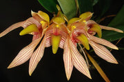 Bulbophyllum bicolor