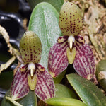 Carica l&#39;immagine nel visualizzatore Galleria, Bulbophyllum cambodianum
