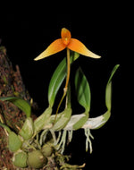 Carica l&#39;immagine nel visualizzatore Galleria, Bulbophyllum cernuum
