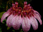 Load image into Gallery viewer, Bulbophyllum eberhardtii