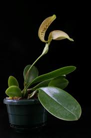 Bulbophyllum grandiflorum