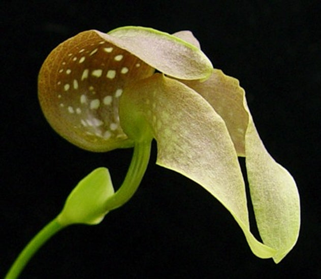 Bulbophyllum grandiflorum